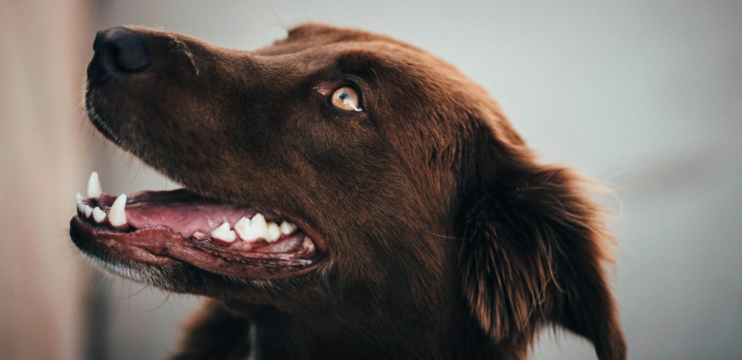Close-up of a brown dog with its mouth open, showing teeth, with the head turned to the side and a light, blurred background.