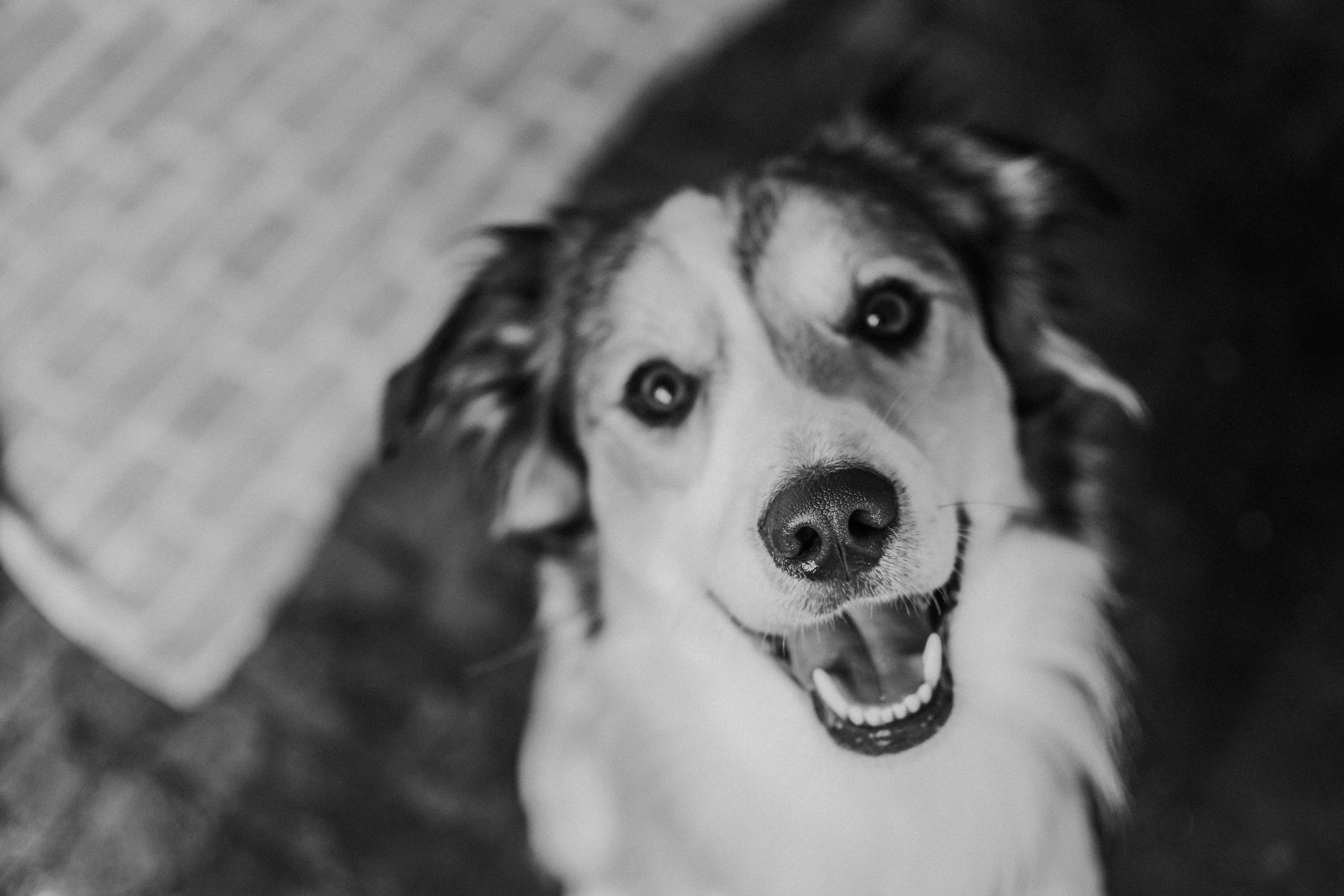 Black and white photo of a husky dog with a joyful expression, showing teeth and tongue, lying on a surface.