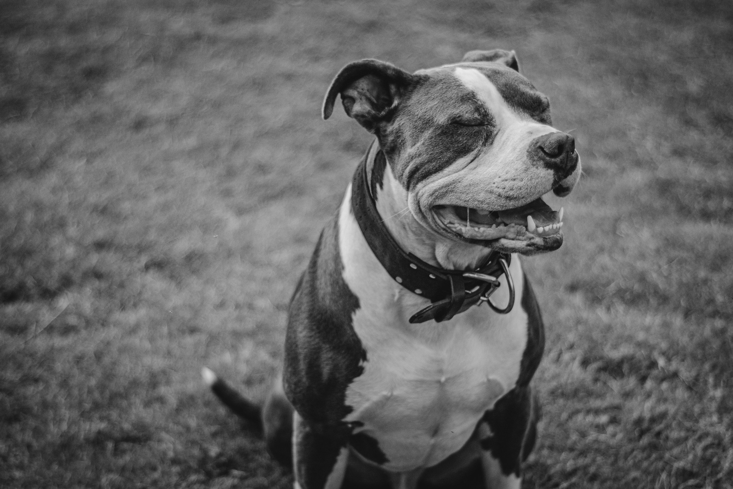A black and white photograph of a happy dog with its eyes closed and mouth open, standing on grass.