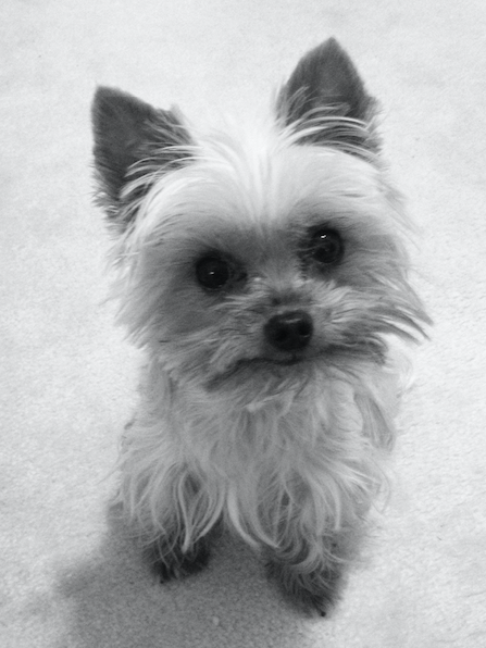 Black and white photo of a small, fluffy dog with large eyes and upright ears, looking upward.