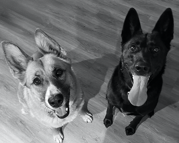 Two dogs sitting and looking up on a wooden floor, one with light fur and the other with dark fur, both with ears perked up and tongues out.