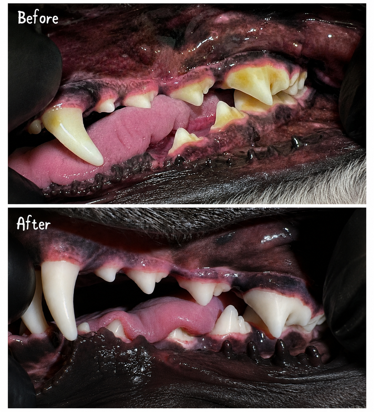 Before and after anesthesia-free canine dental cleaning performed by The Gentle Shepherd.