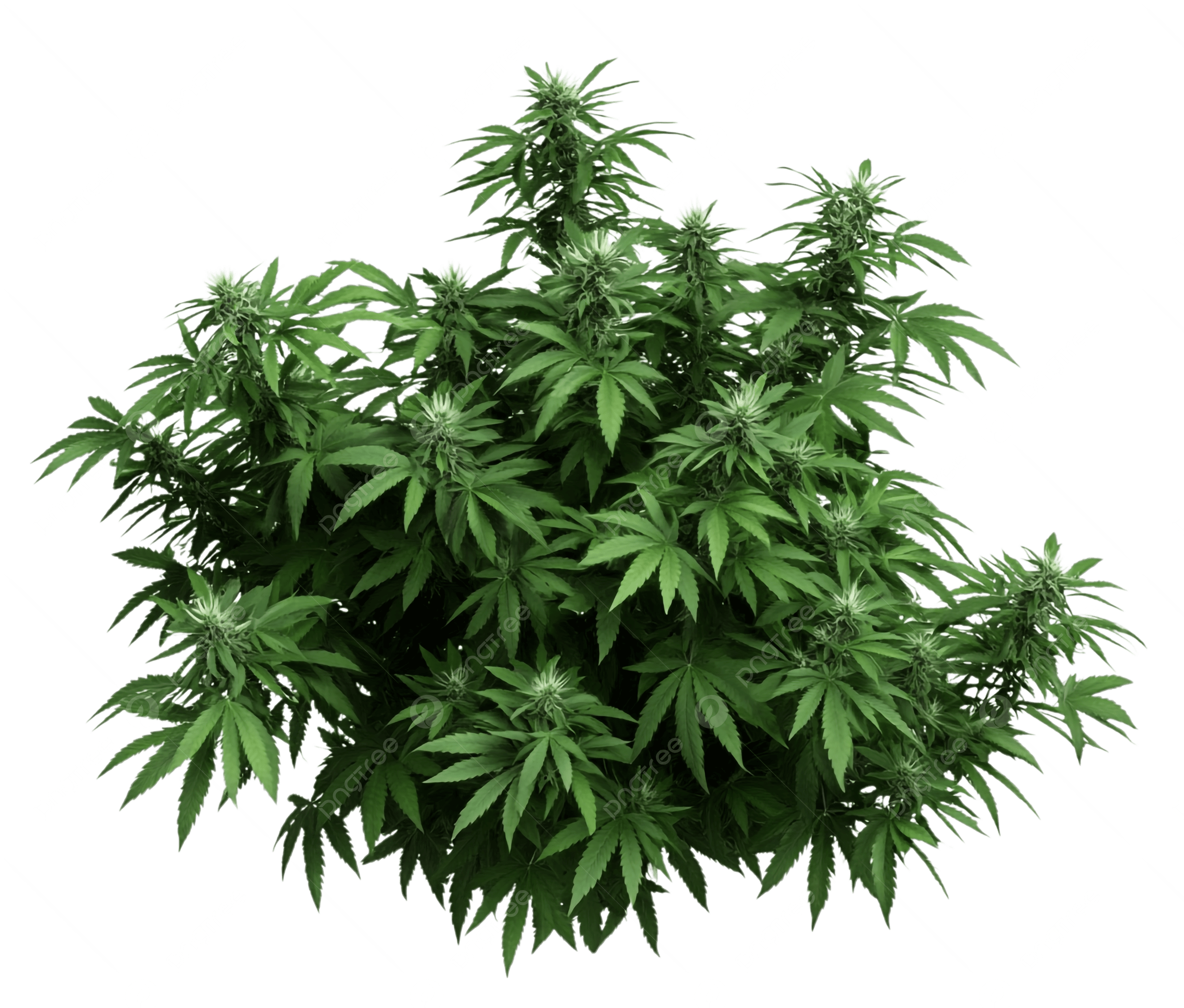 Cultivation