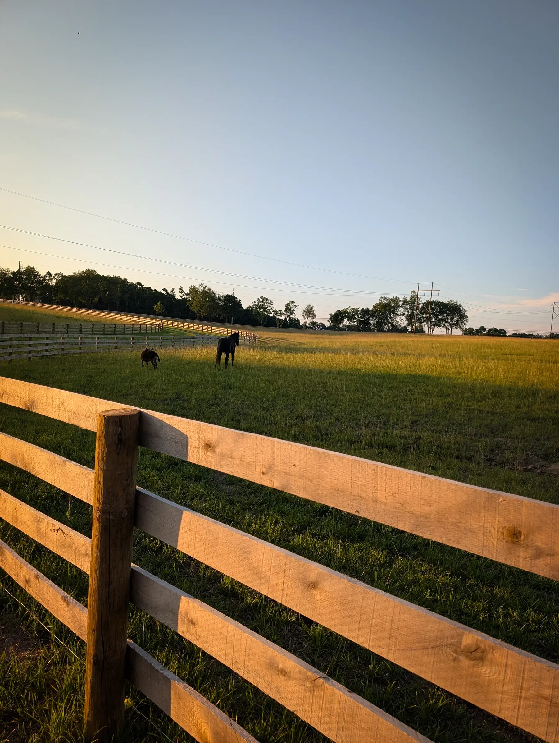 A rural scene at sunset with a wooden fence, green grass, and horses grazing. There are trees and power lines in the background under a clear blue sky.