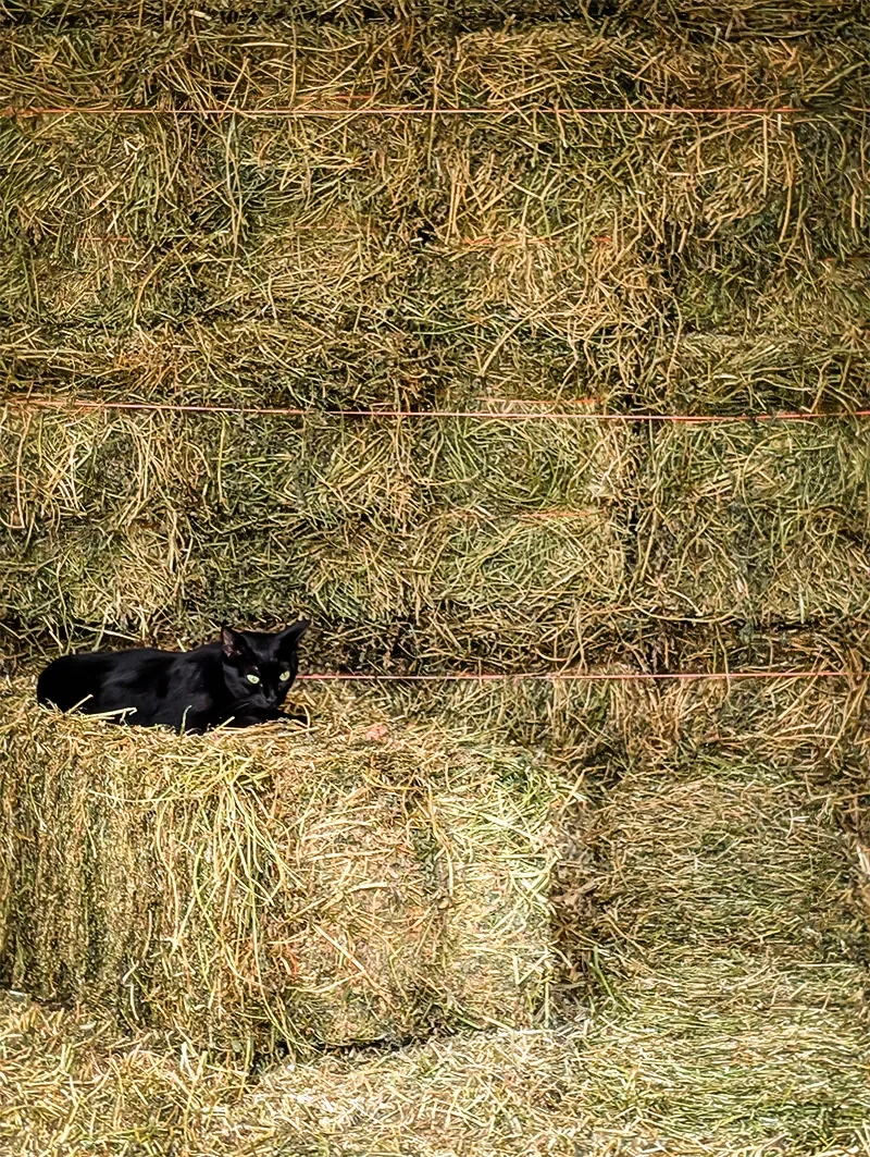 Black cat lying on a haystack in front of a wall of stacked hay bales.