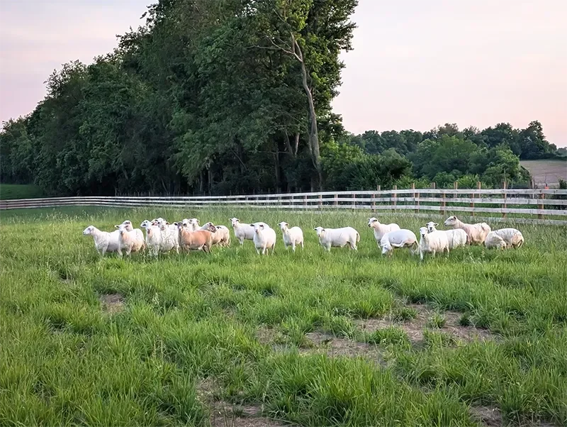A herd of sheep grazing in a lush green field, enclosed by a white fence, with trees in the background and a partly cloudy sky.