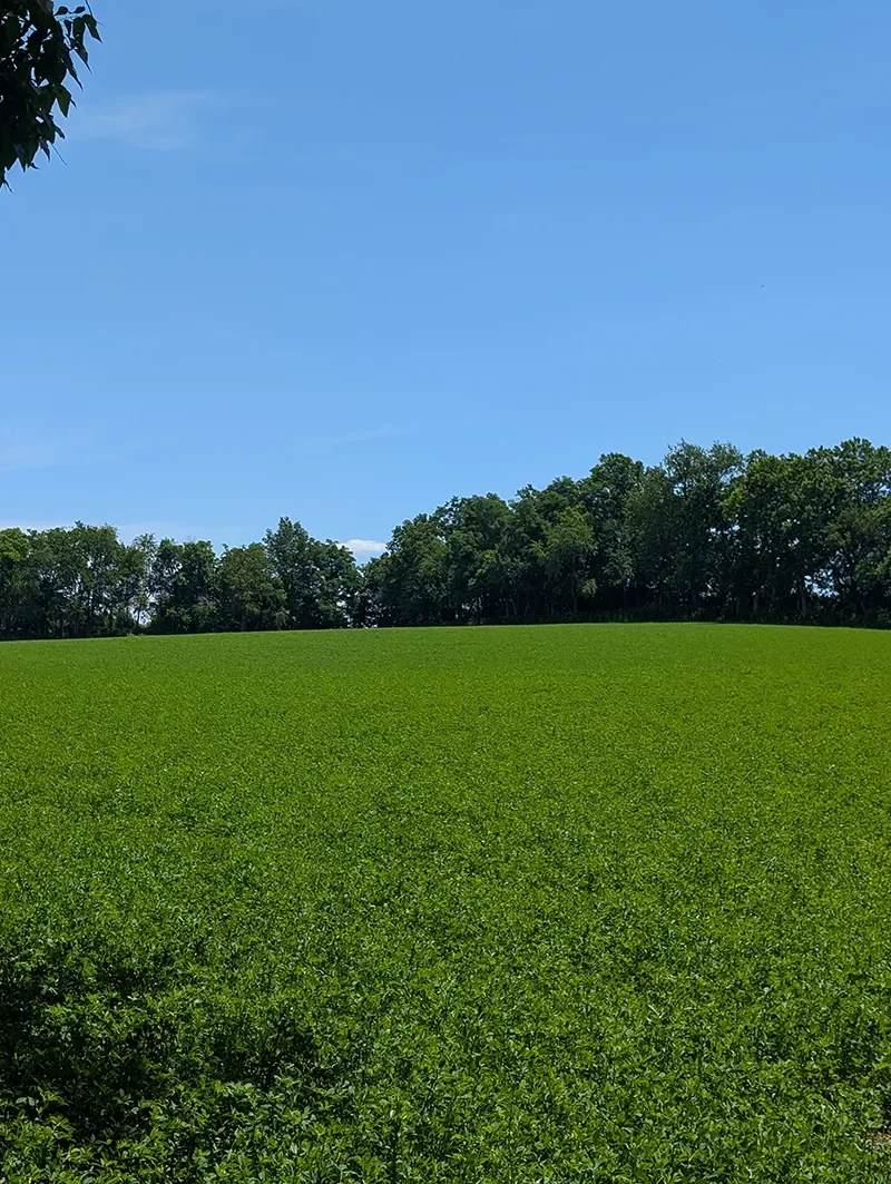 A green field of plants with trees in the background and a clear blue sky above.