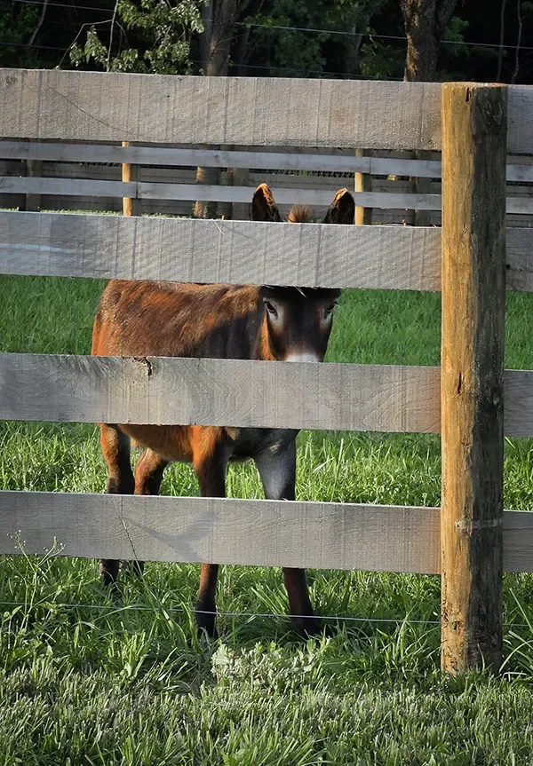 A miniature donkey named Chuck Norris stands behind a wooden fence on a grassy field, with trees in the background.
