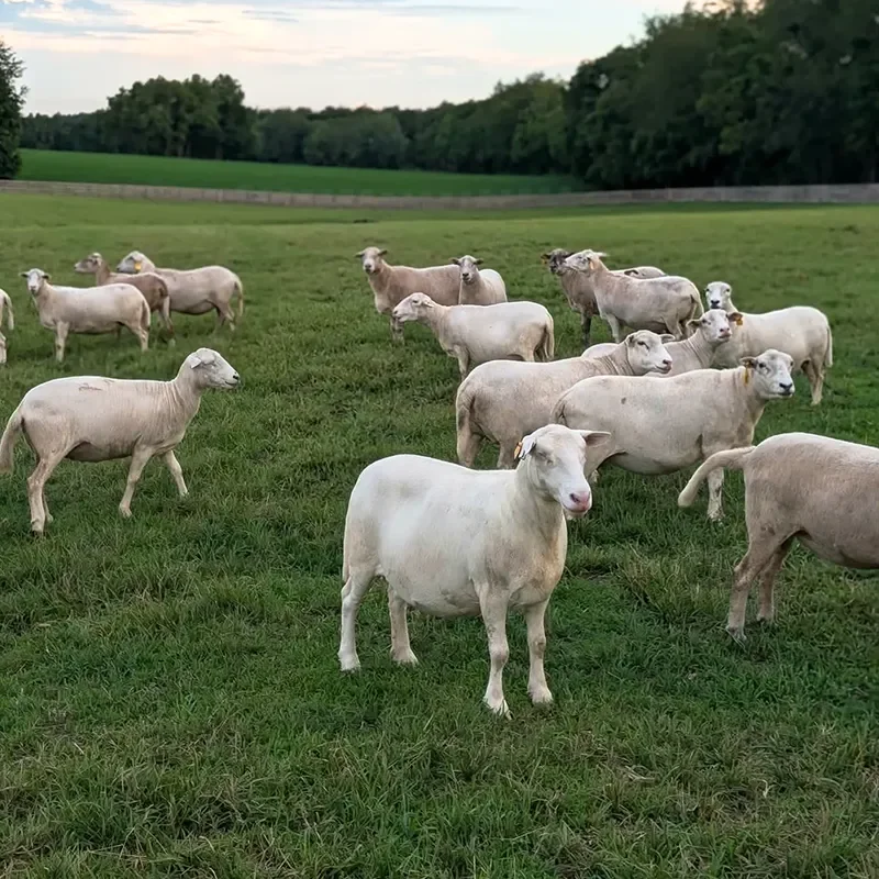 A herd of white sheep grazing on a lush green field with trees in the background, under a partly cloudy sky.
