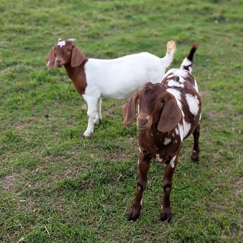 Two goats standing on a grassy field, one in the foreground with brown and white fur and long ears, the other in the background with mostly white fur and brown head with a white marking.