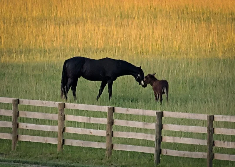 A black horse and a miniature donkey nuzzle each other in a grassy field behind a wooden fence at sunset.