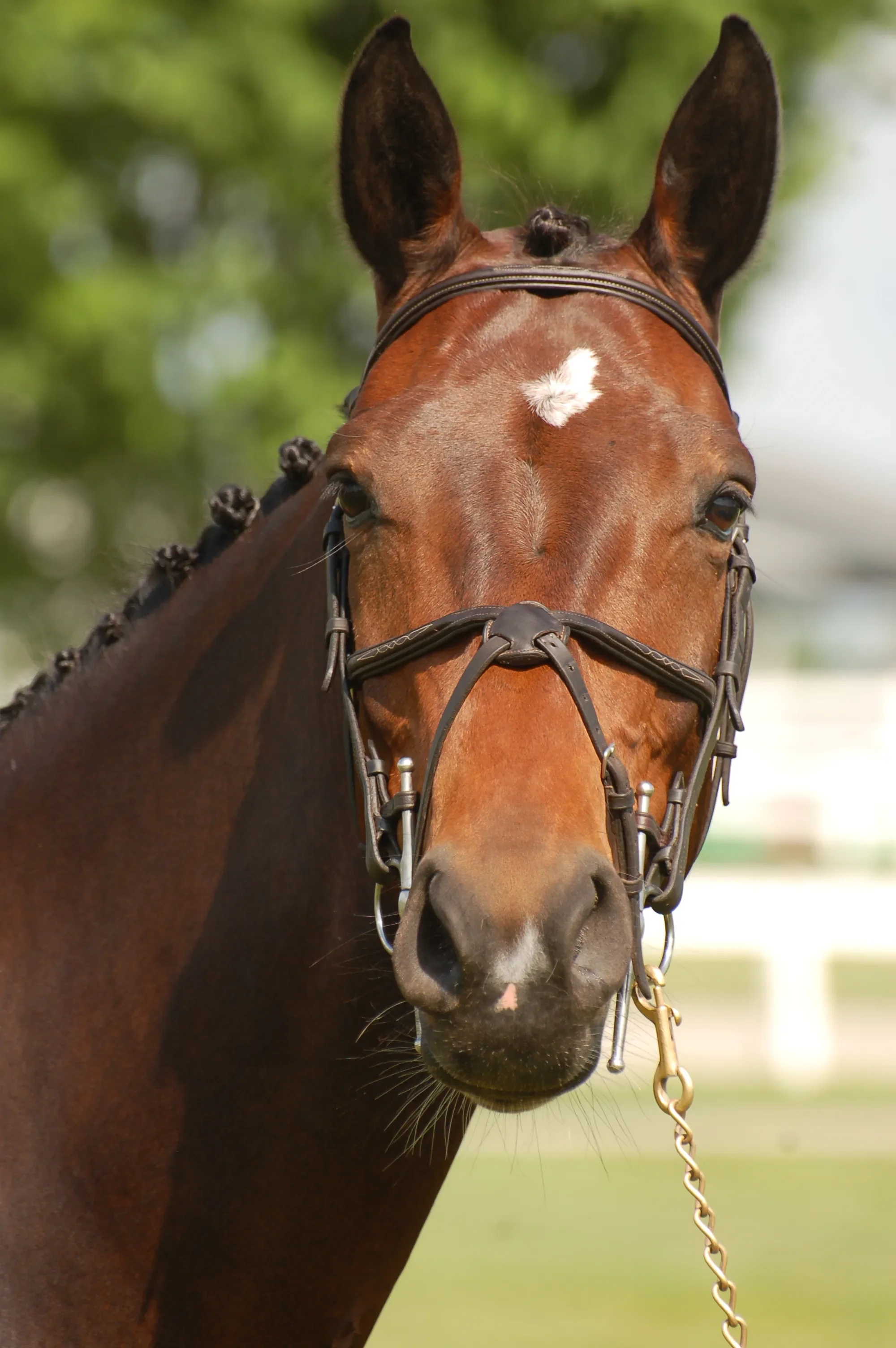 Close-up of a brown horse with a white mark on its forehead, wearing a bridle, with a blurred green background.