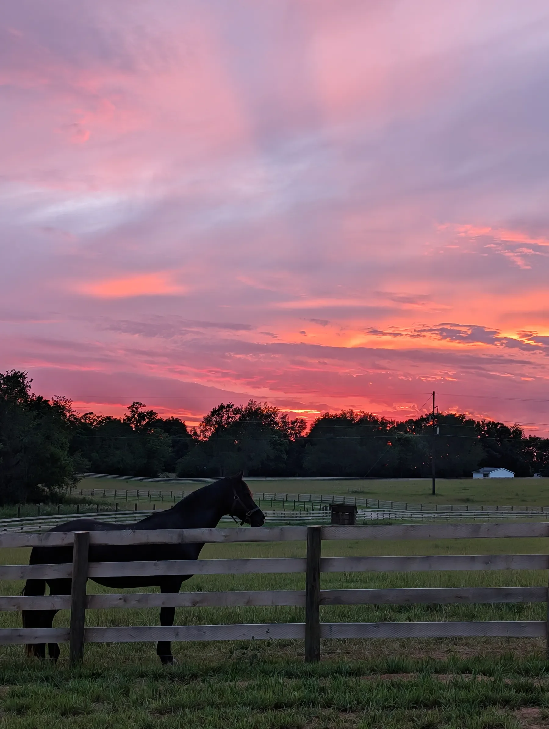 A horse standing behind a wooden fence in a rural field during sunset, with a sky filled with pink, purple, and orange clouds, and trees and a small building in the background.