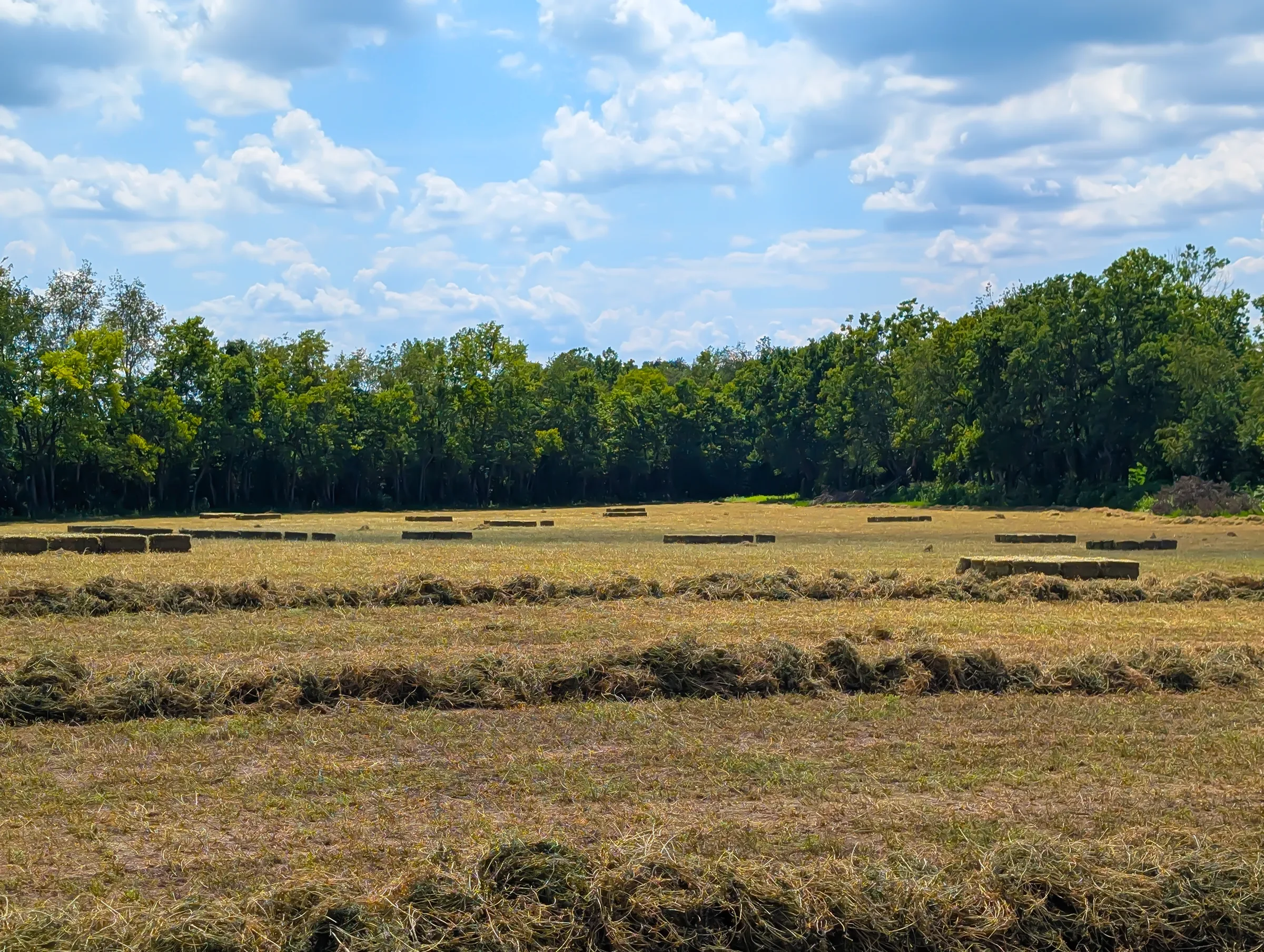 Open field with scattered alfalfa hay bales in the foreground and a dense green tree line beyond. The sky above is partly cloudy with large white clouds.