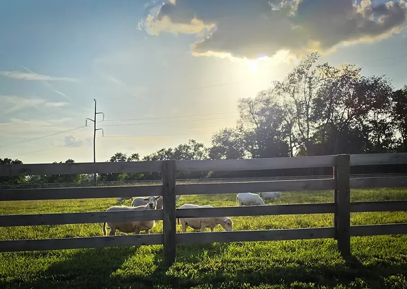 Sheep grazing in a fenced field during sunset with trees and power lines in the background.