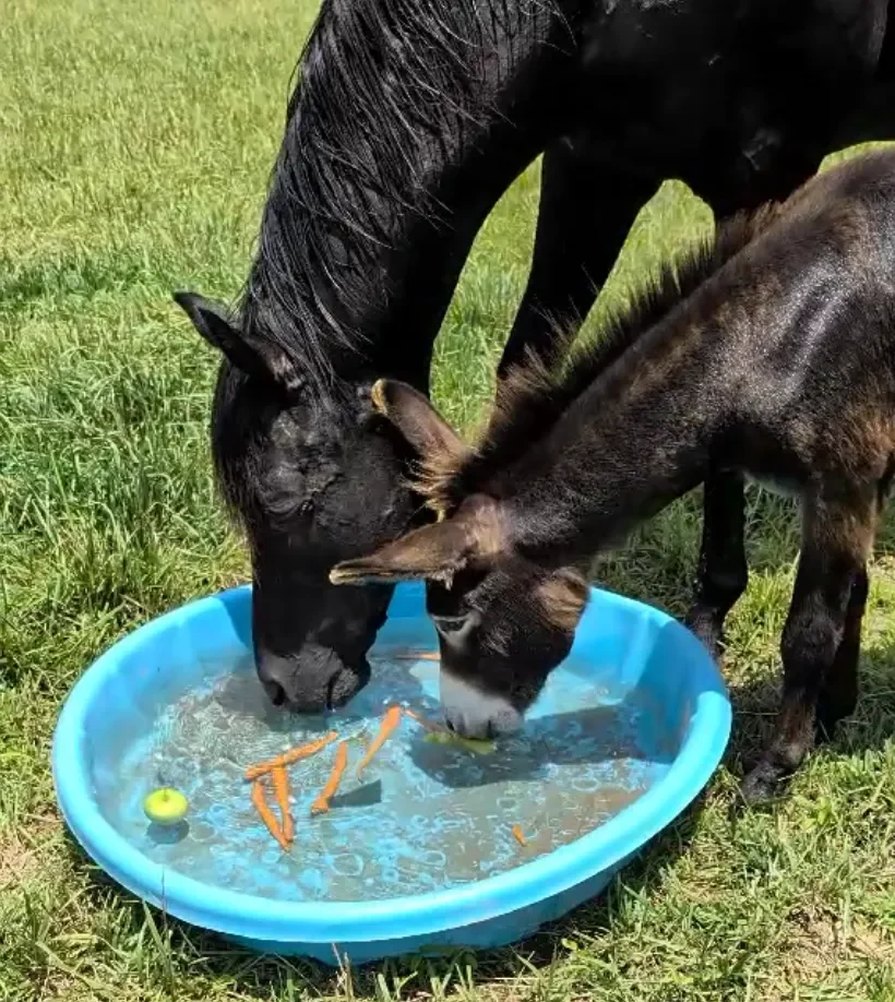 A horse and a miniature donkey, with their heads lowered into a blue plastic kiddie pool filled with water, carrots and apples. The pool is outdoors on green grass.