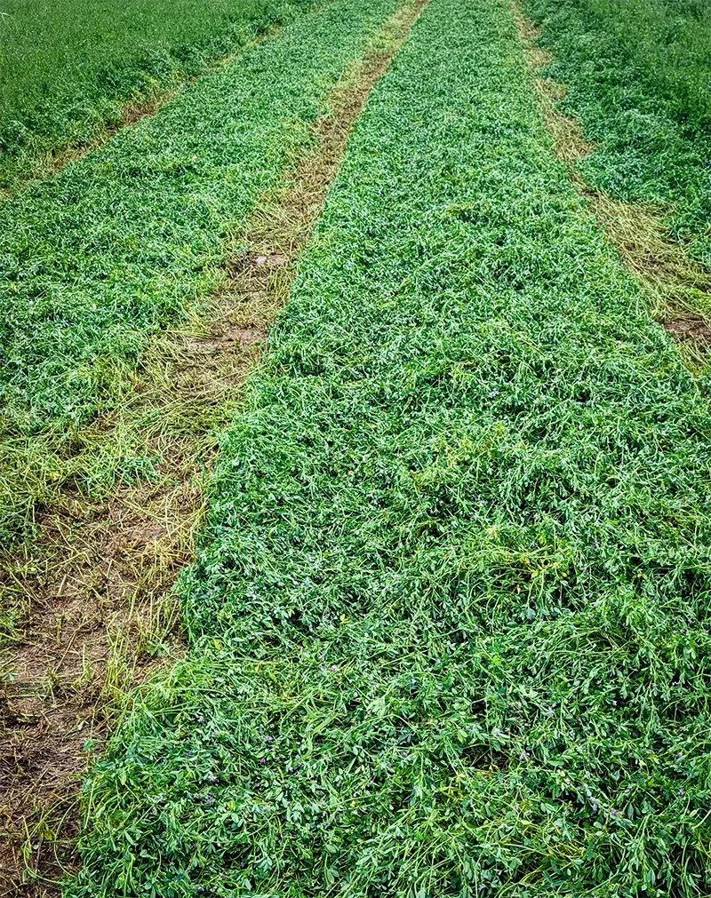 Green alfalfa growing in a field with parallel furrows.