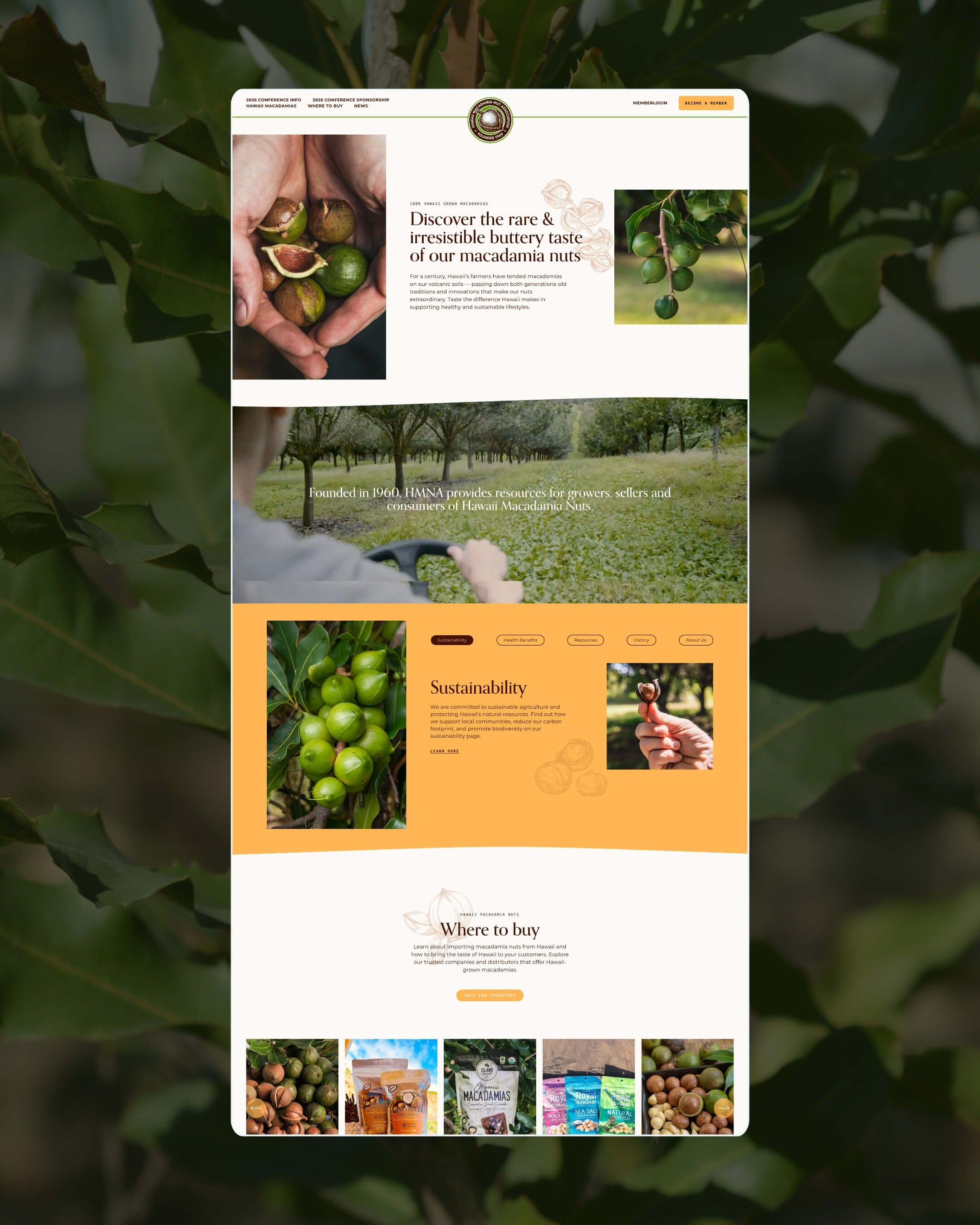 A webpage for Hawaii Macadamia Nut Association featuring images of macadamia nuts, a person harvesting macnuts, and various branded macnut products, with sections on sustainability and buying options.