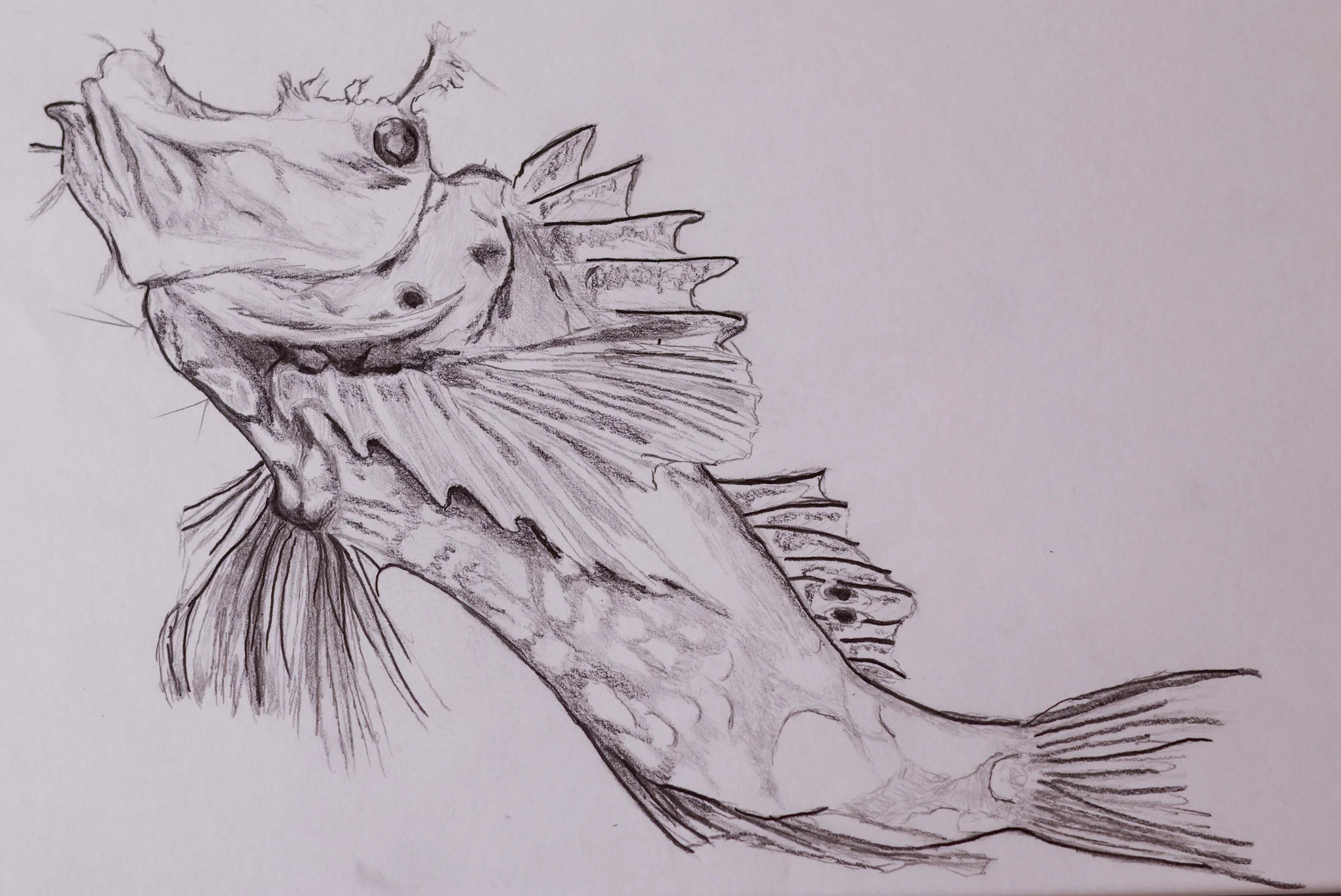Murderfish Interior Illustrations