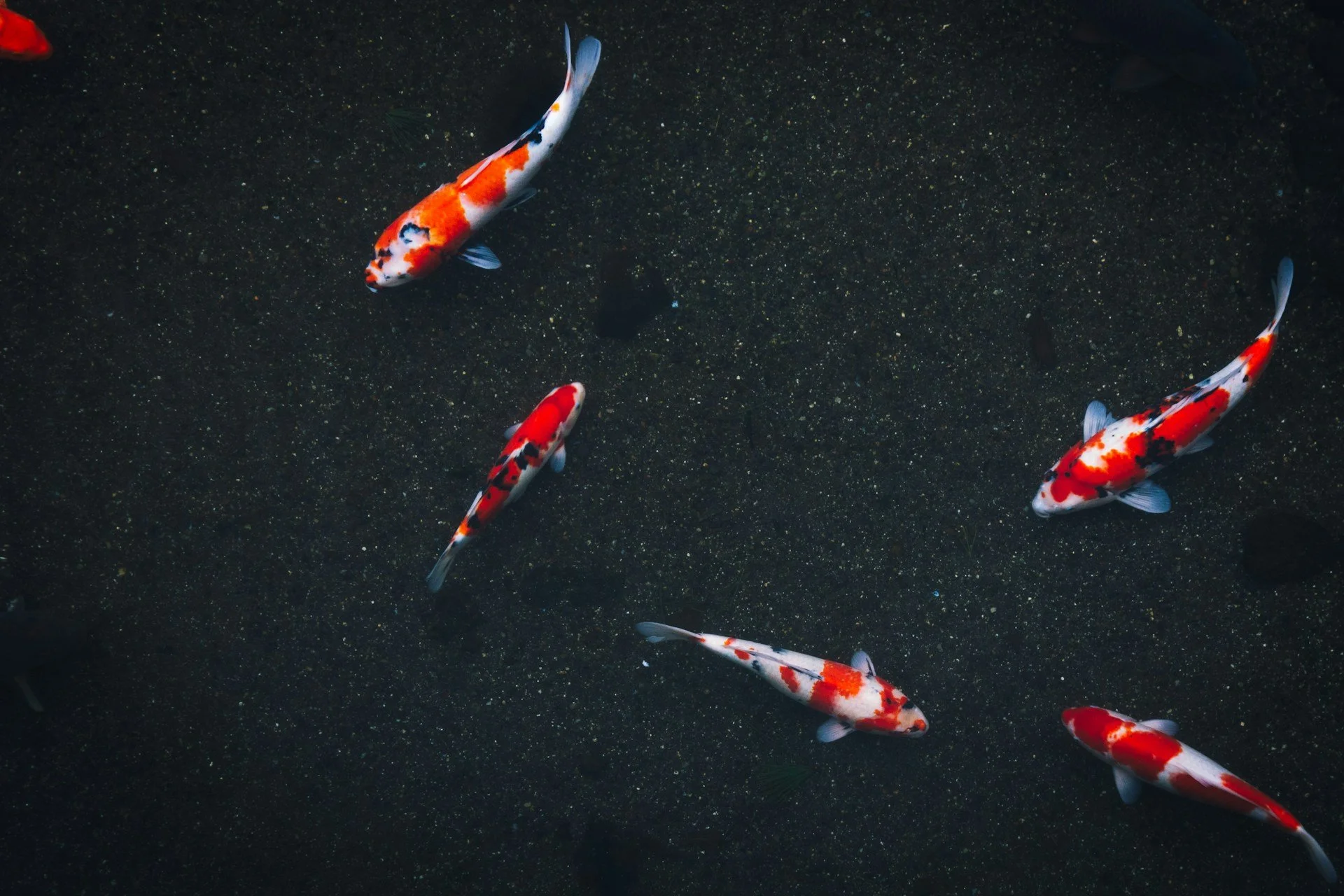 principles-of-japanese-design-led-by-an-architect-private-tour-koi.jpg
