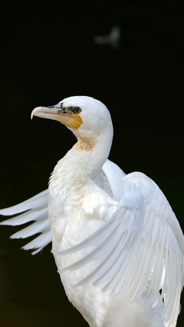 private-himeji-tour-authority-in-architecture-egret.jpg