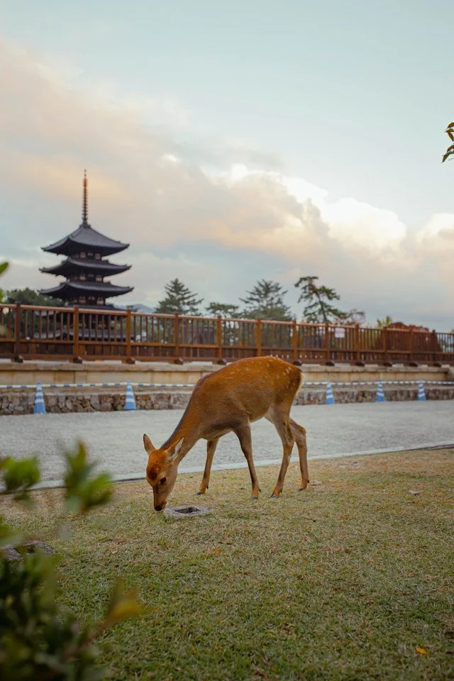 private-nara-tour-pagoda.jpg