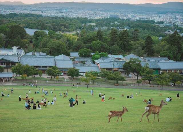 private-nara-tour-nara-tour-deer-field.jpg