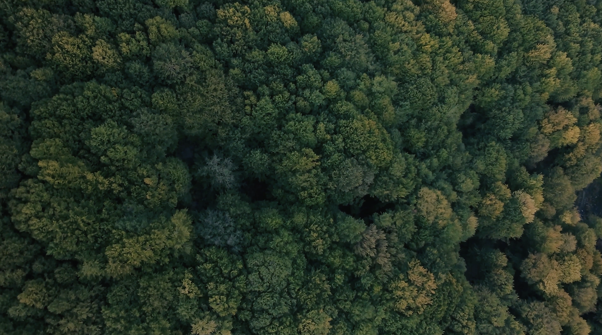 Mobile Screenshot Trees Birds Eye View.png