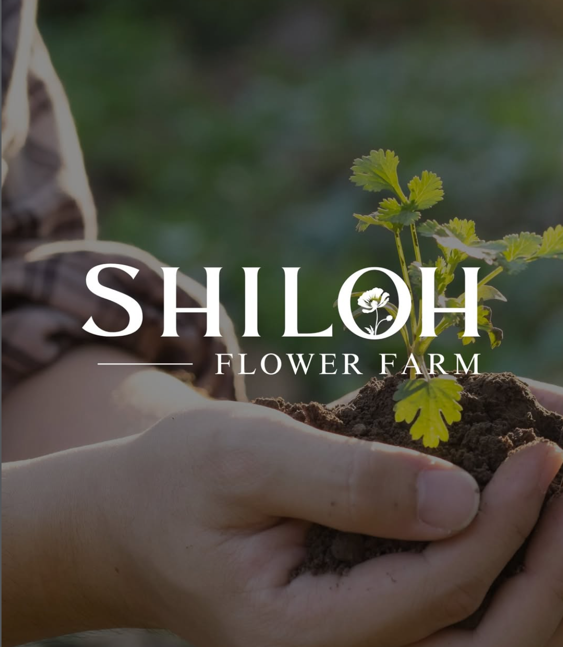 Person planting a small green seedling into soil at Shiloh Flower Farm.