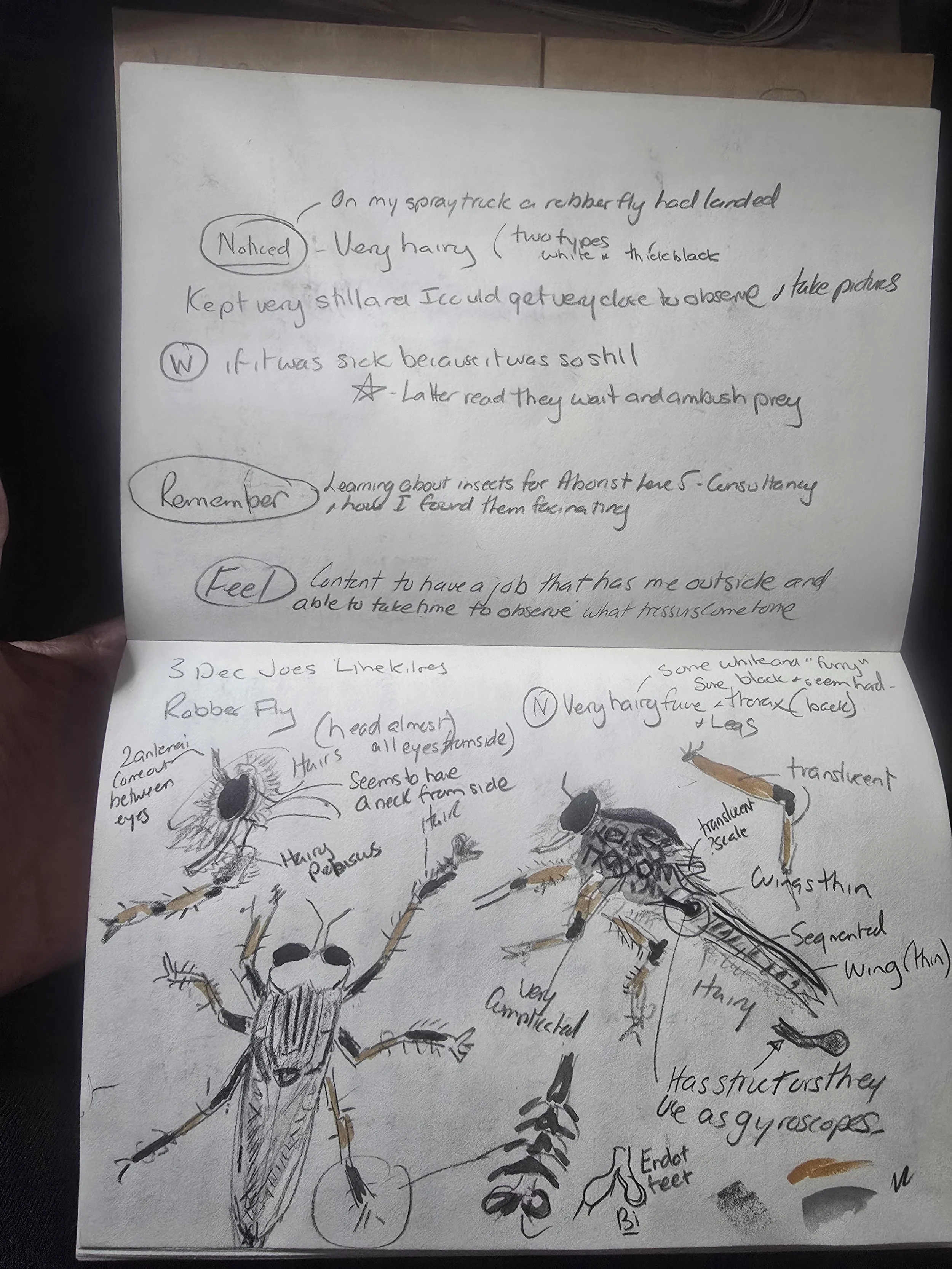 Nature Journaling (one Hour)