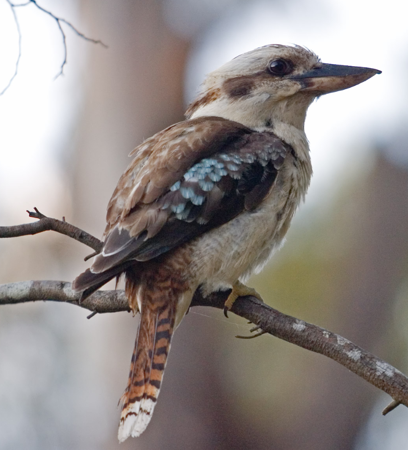 bird 2.png
