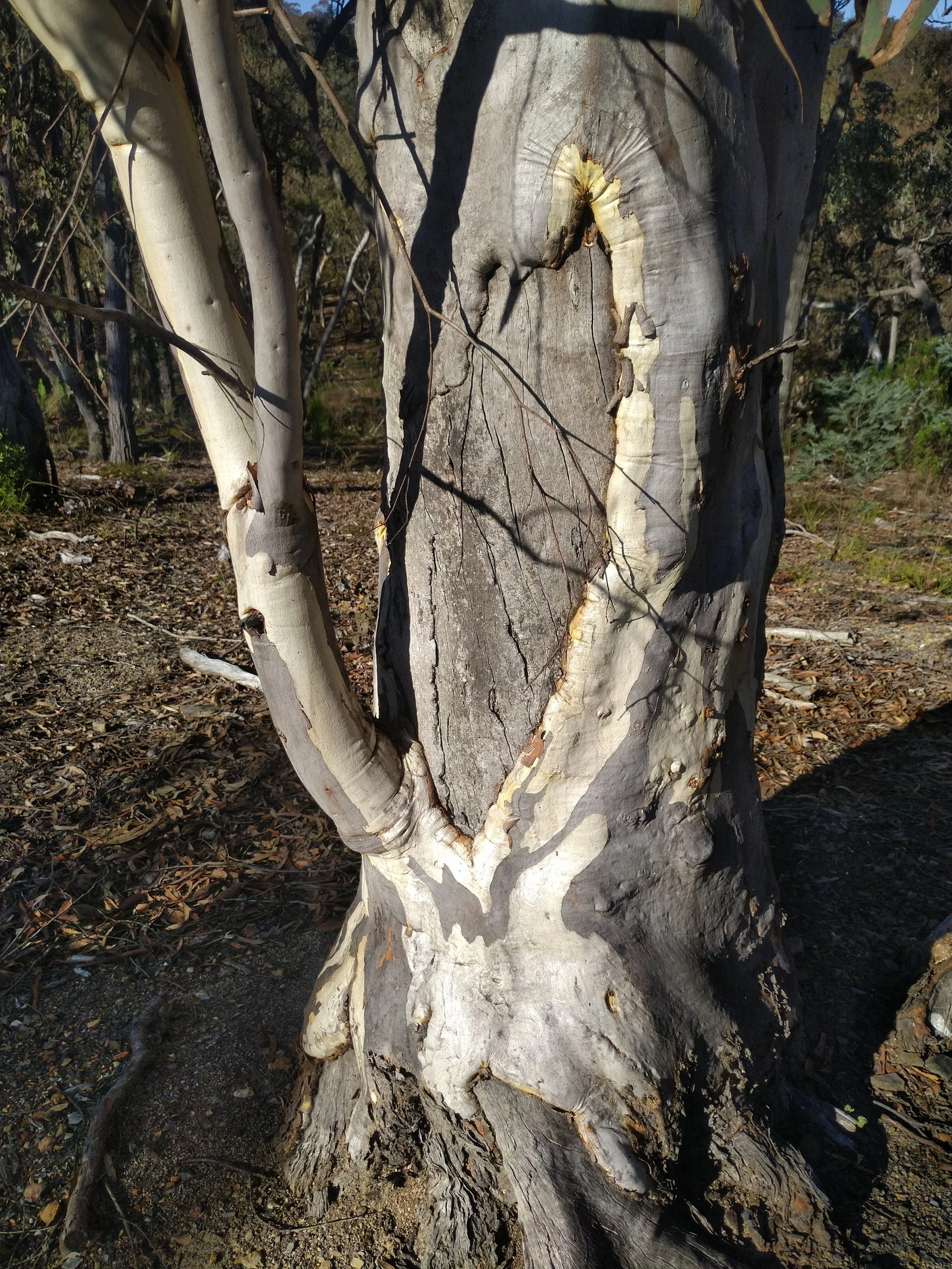Bespoke Forest Therapy (3 hours) for individuals or couples