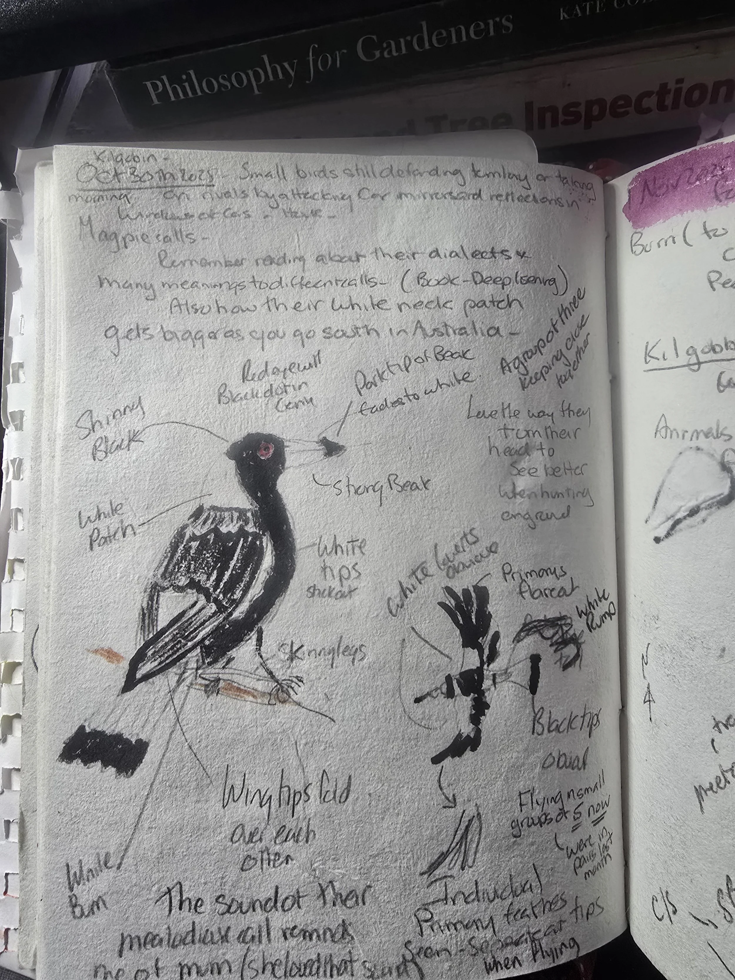 Caroline FOREST bird 2 magpie.jpg