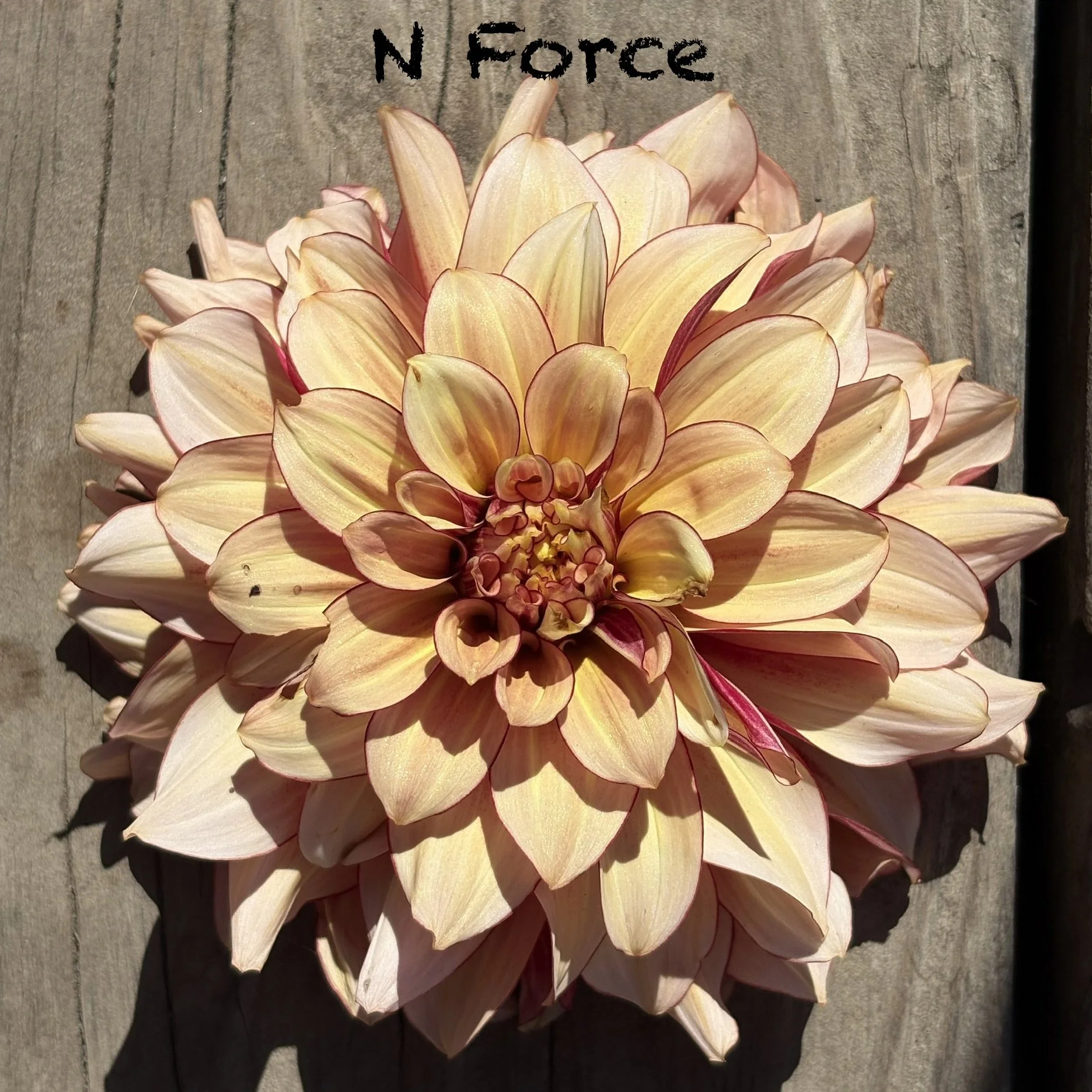 N Force