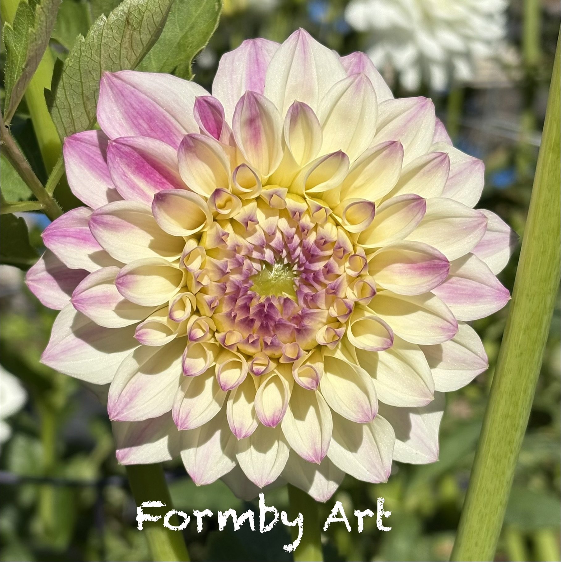 Formby Art