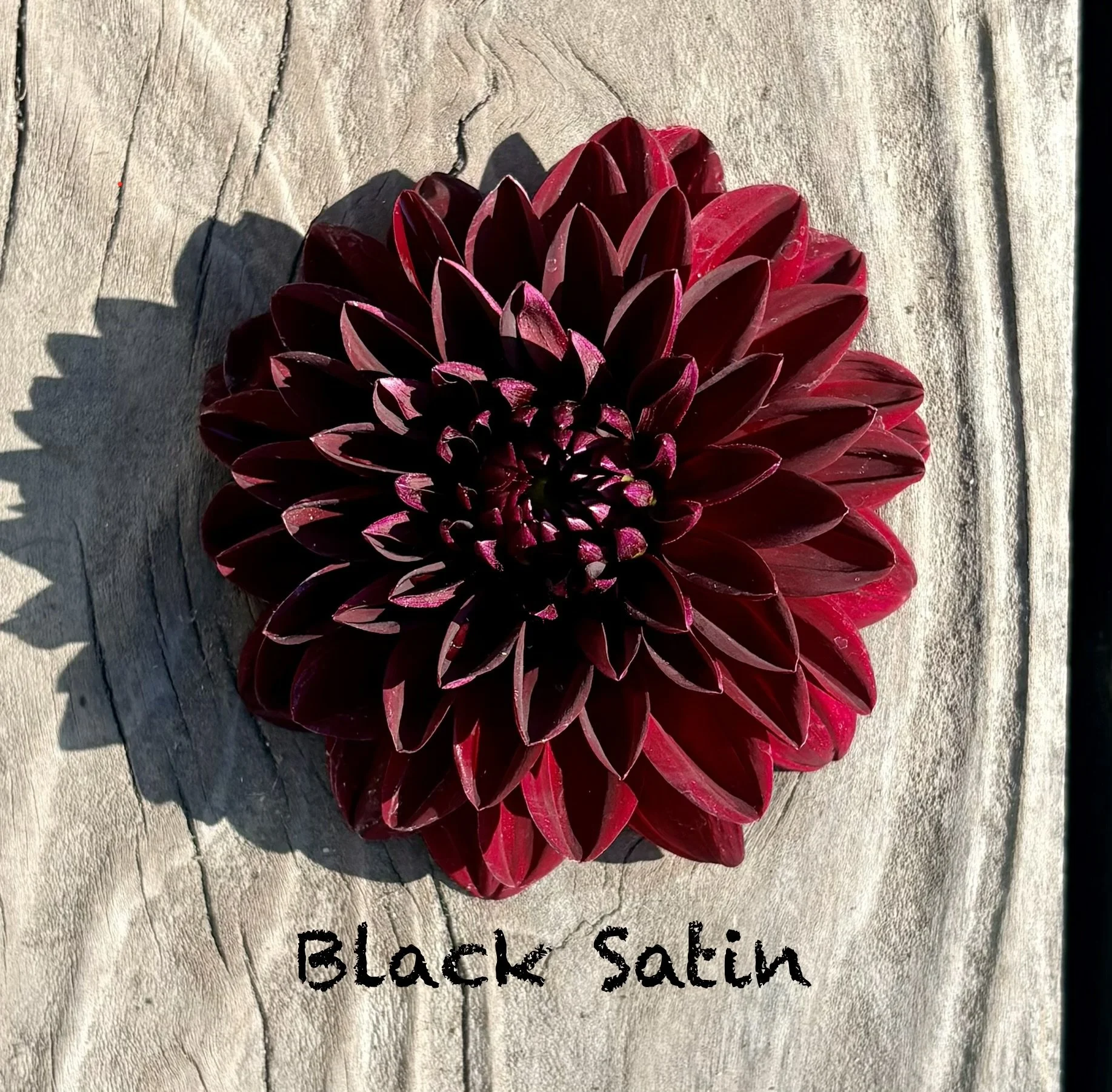 Black Satin