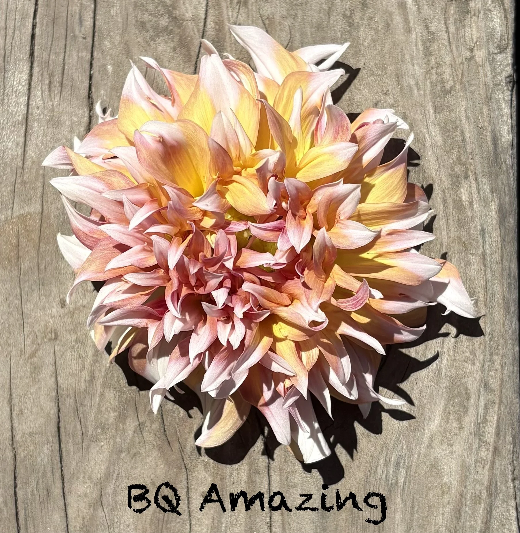 BQ Amazing