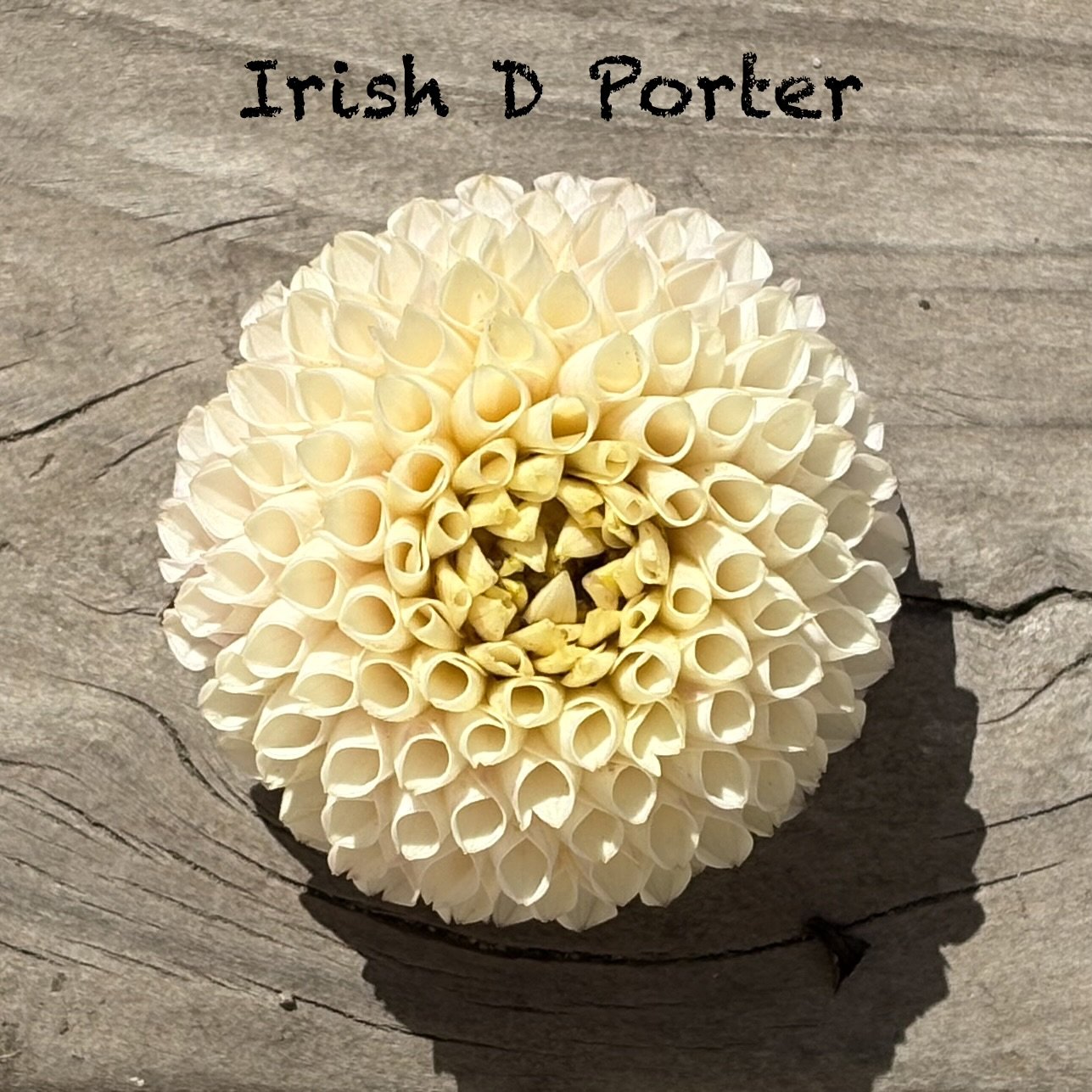 Irish D Porter