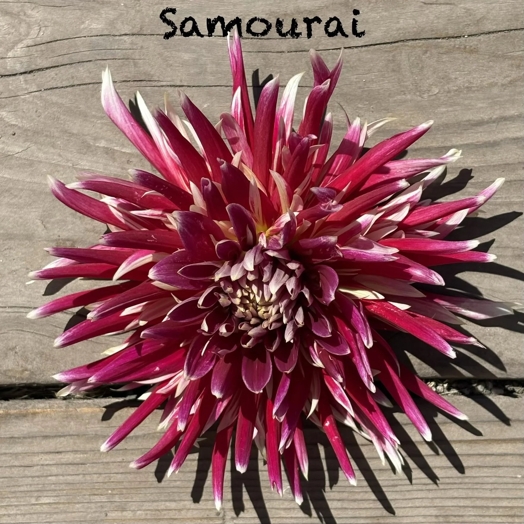 Samourai