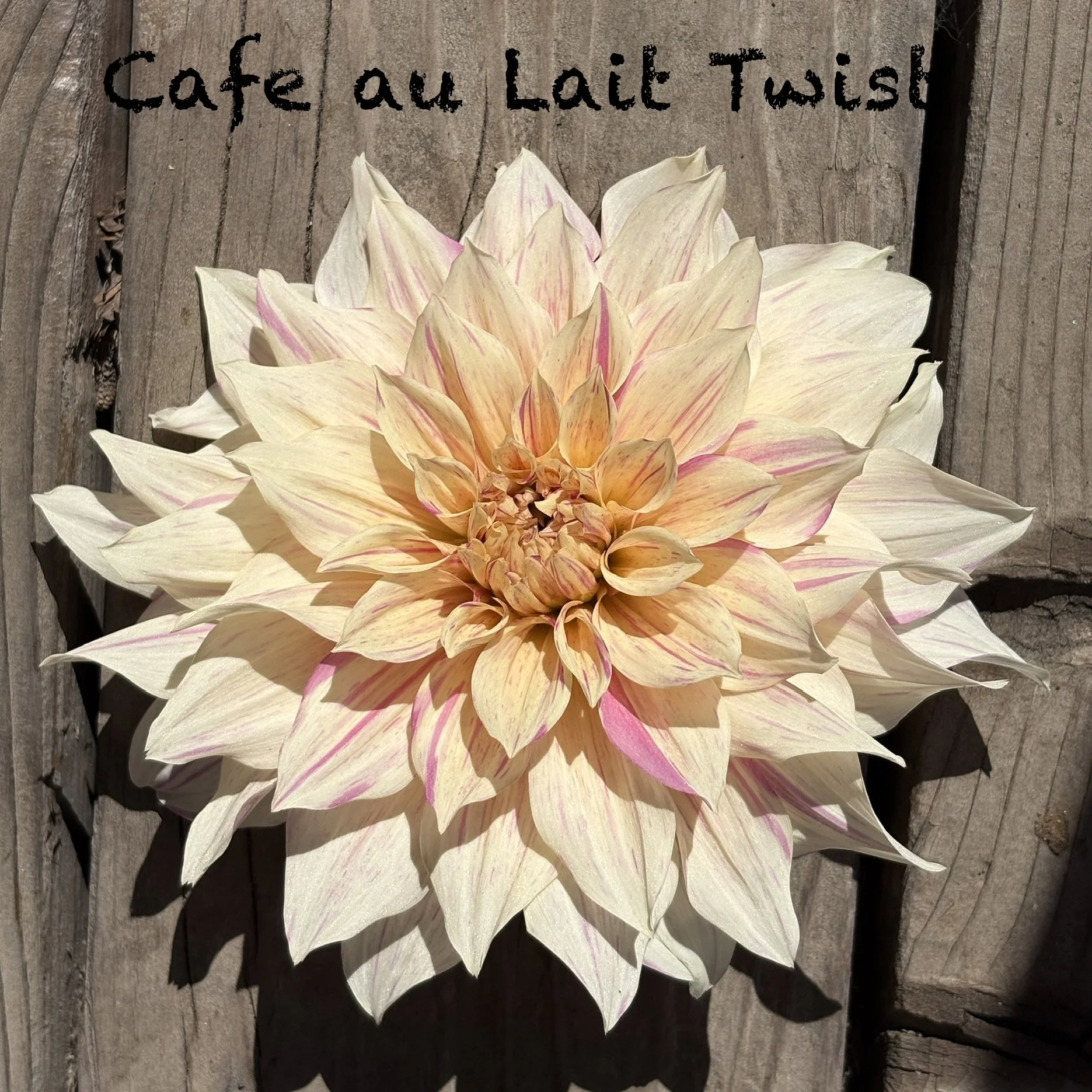 Cafe au Lait Twist