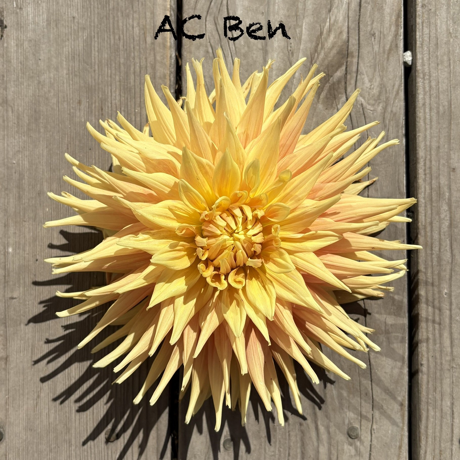 AC Ben