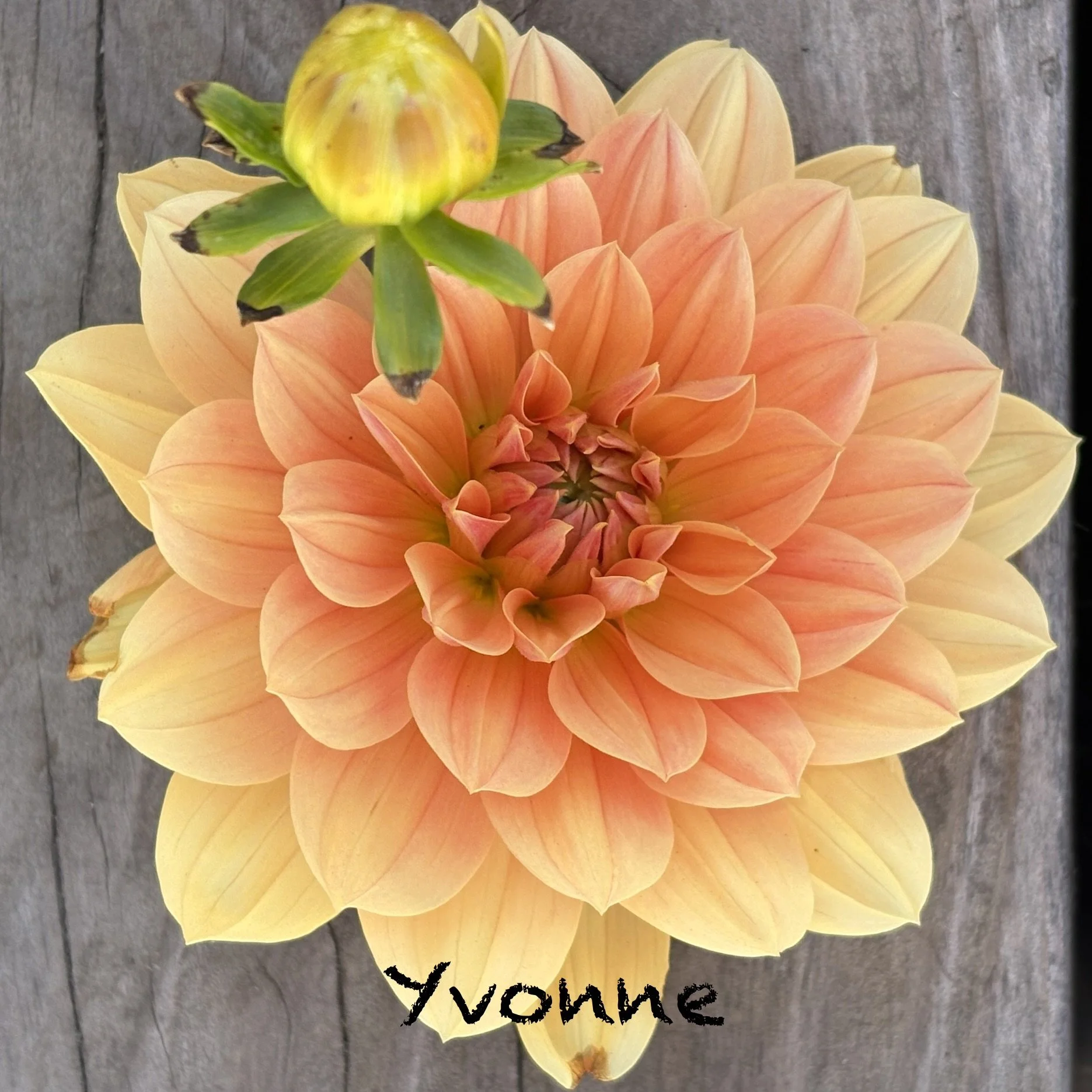 Yvonne