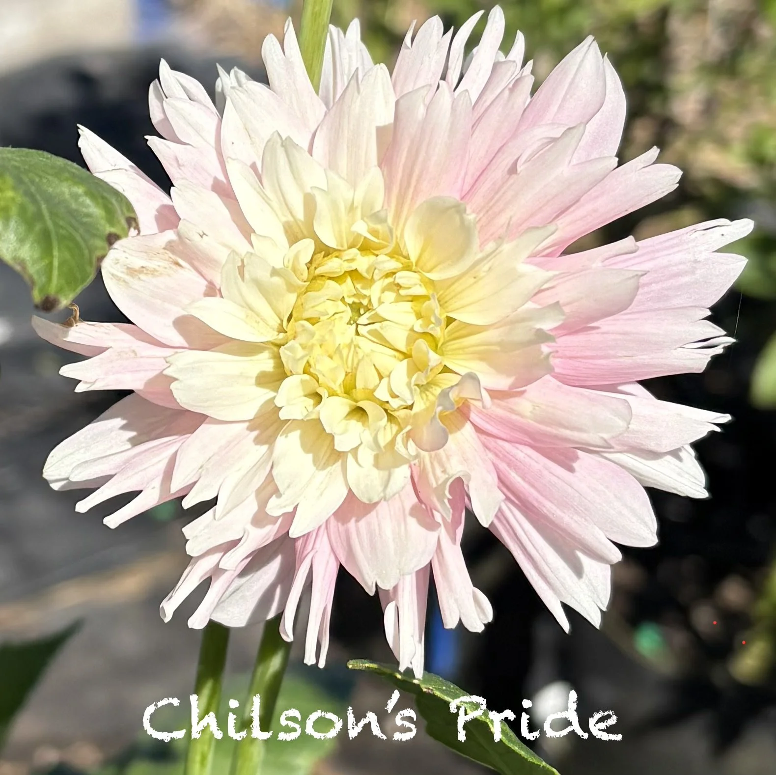 Chilson's Pride