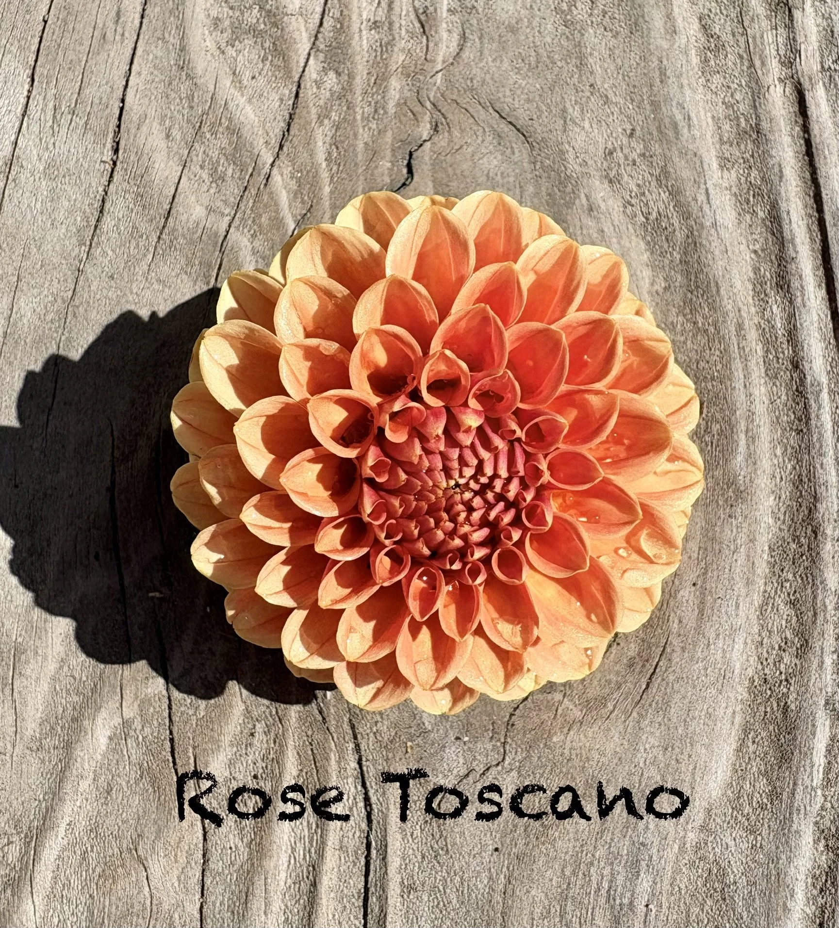Rose Toscano