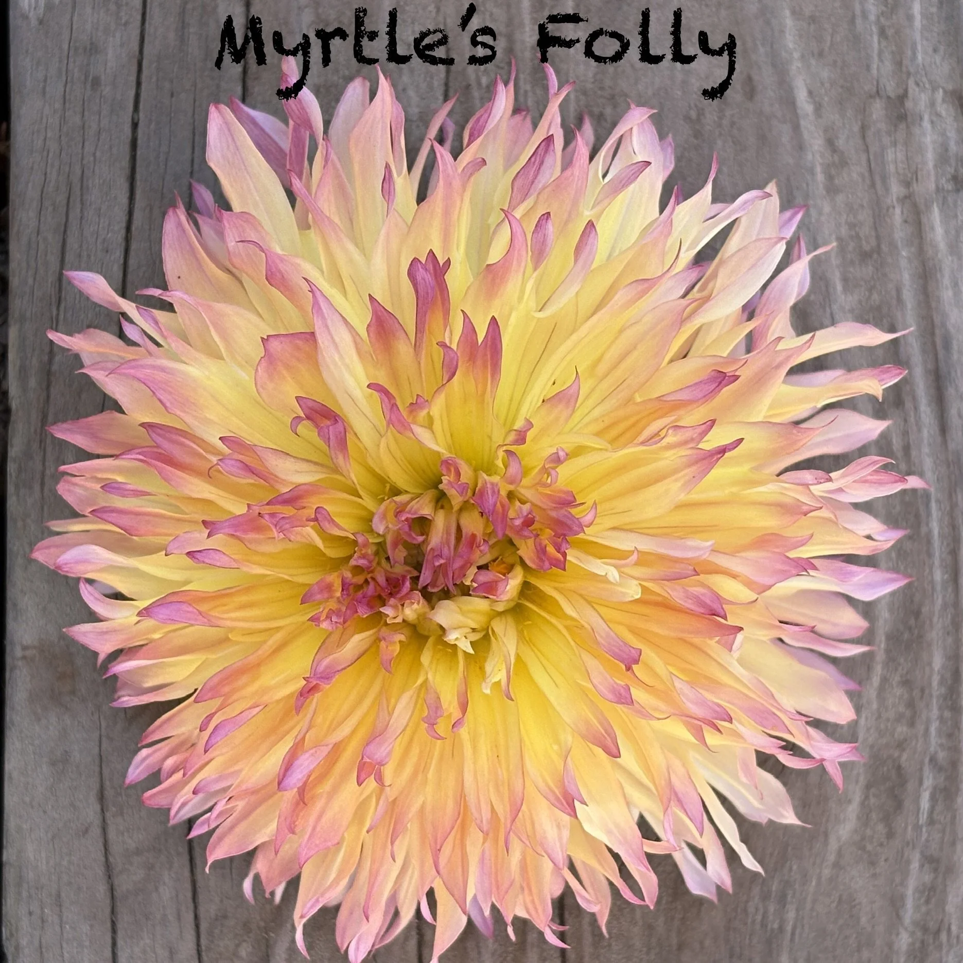 Myrtle's Folly