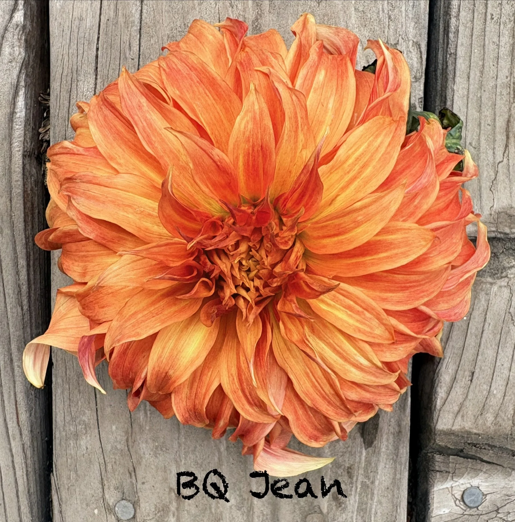 BQ Jean