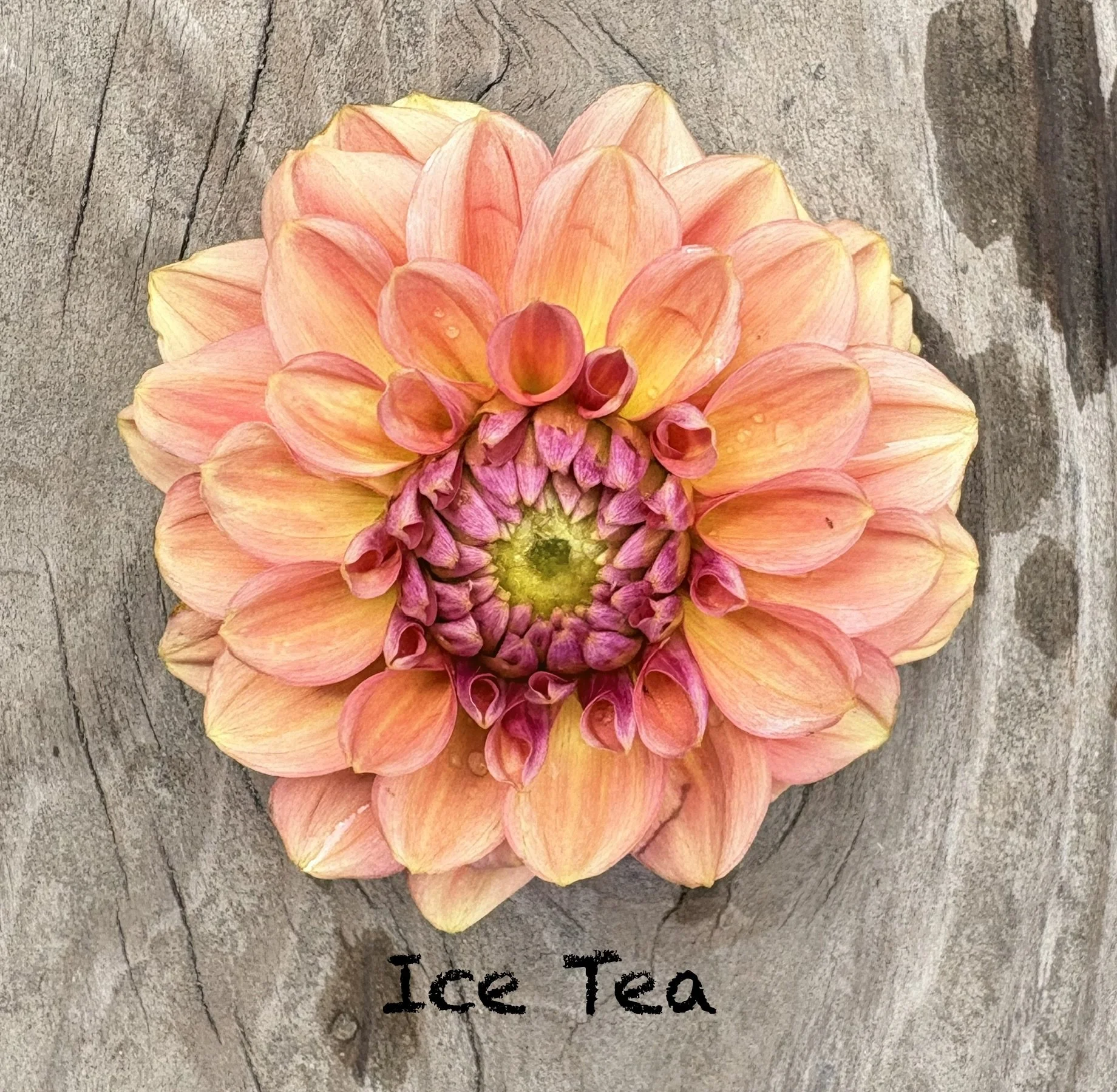 Ice Tea
