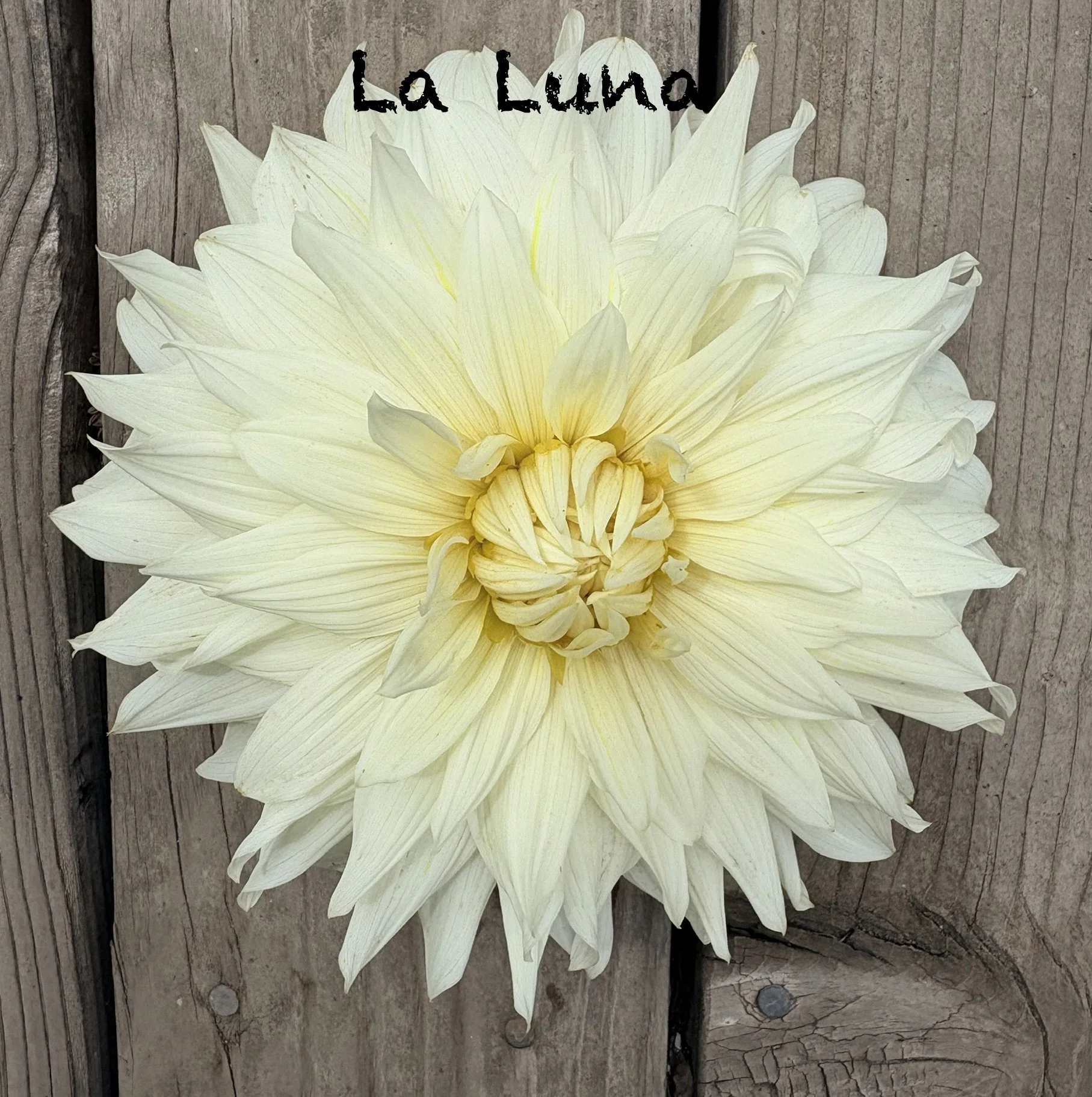 La Luna