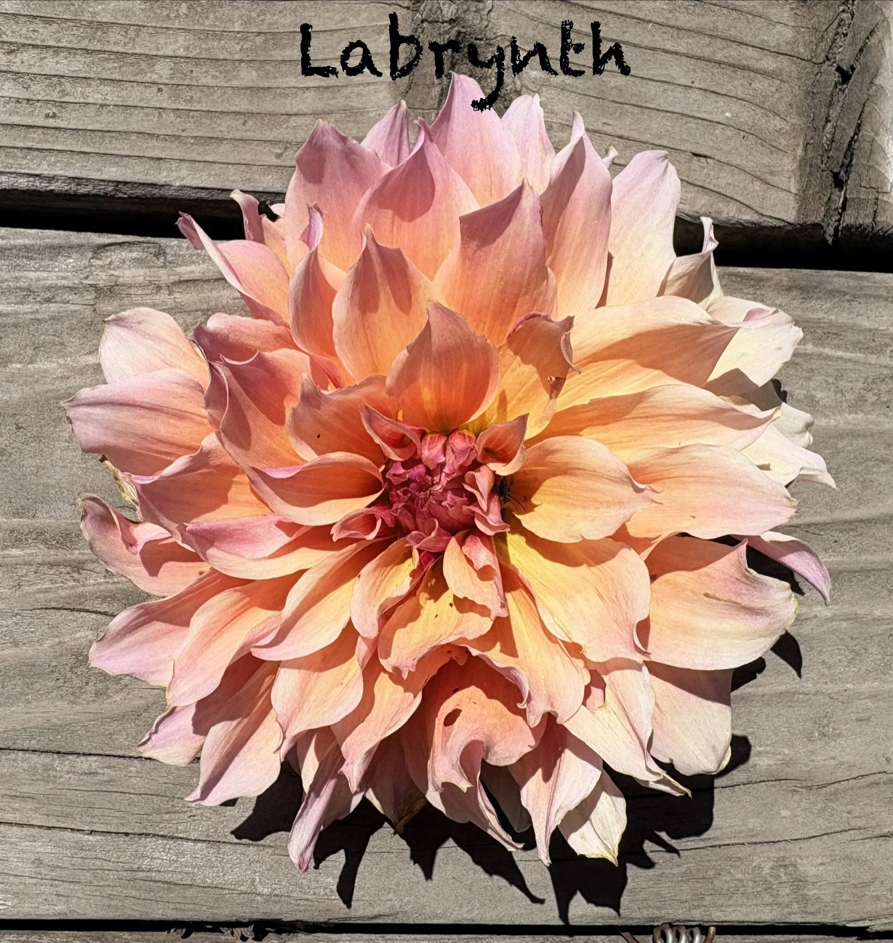 Labyrinth