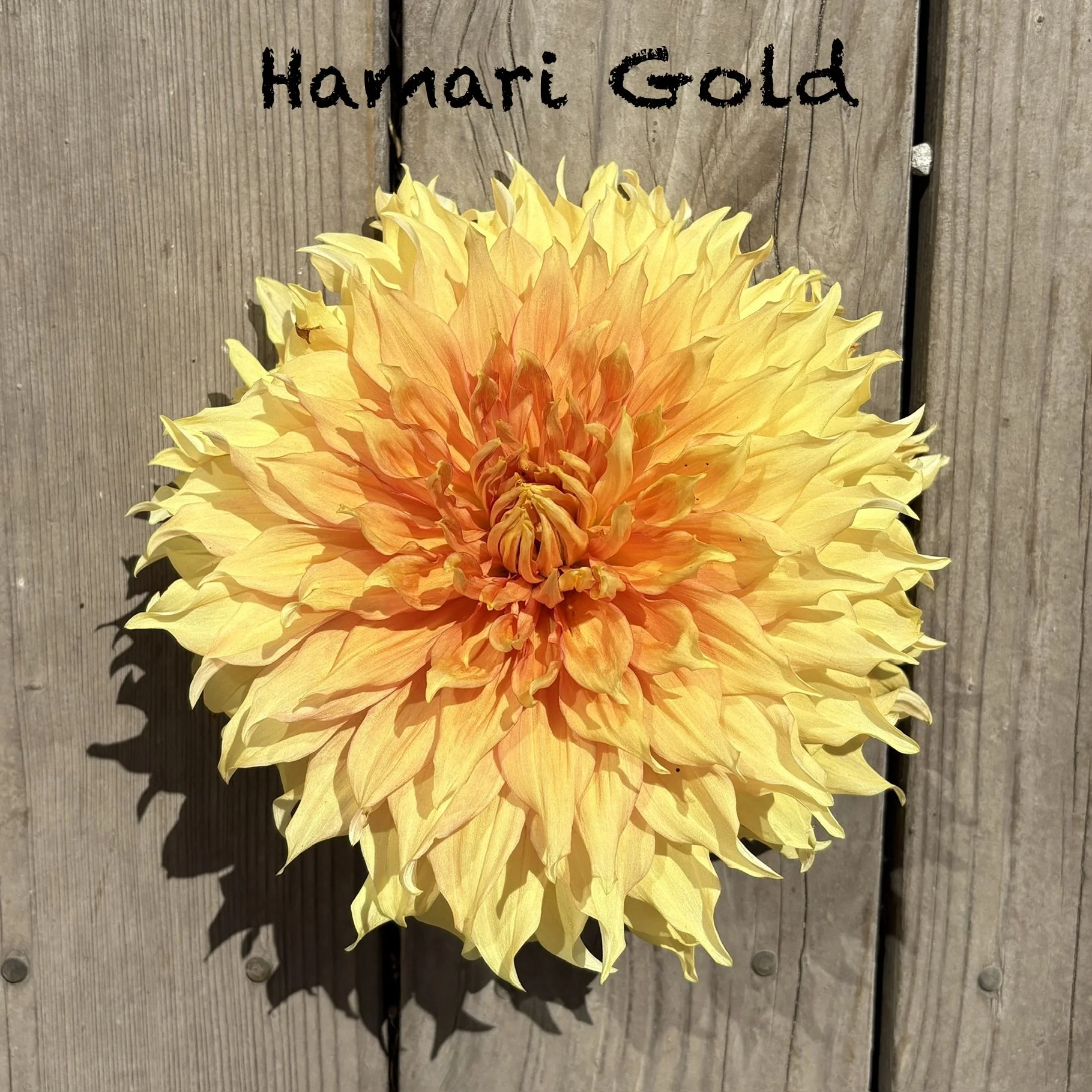 Hamari Gold